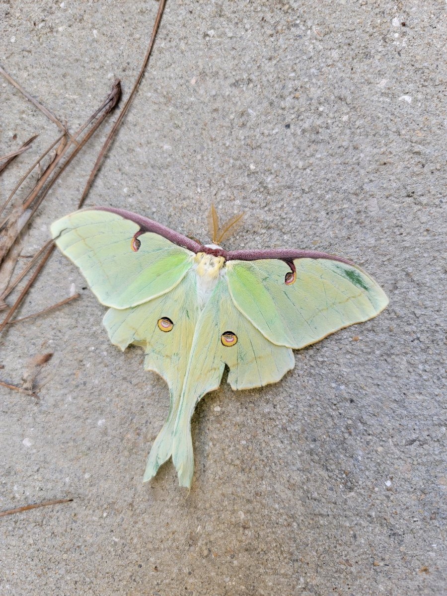 bendy32309's tweet photo. Luna Moth,  Tallahassee, FL. https://t.co/cMeAat7Mq5