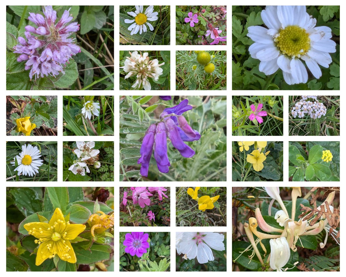 Thought I'd struggle to find anything with the meadows having been cut for hay, but ended up finding so many #StillFlowering that I couldn't fit them all in the collage. Photos taken this week around the farm &amp; a few from Porth Trecastell #Anglesey earlier today #Wildflowerhour