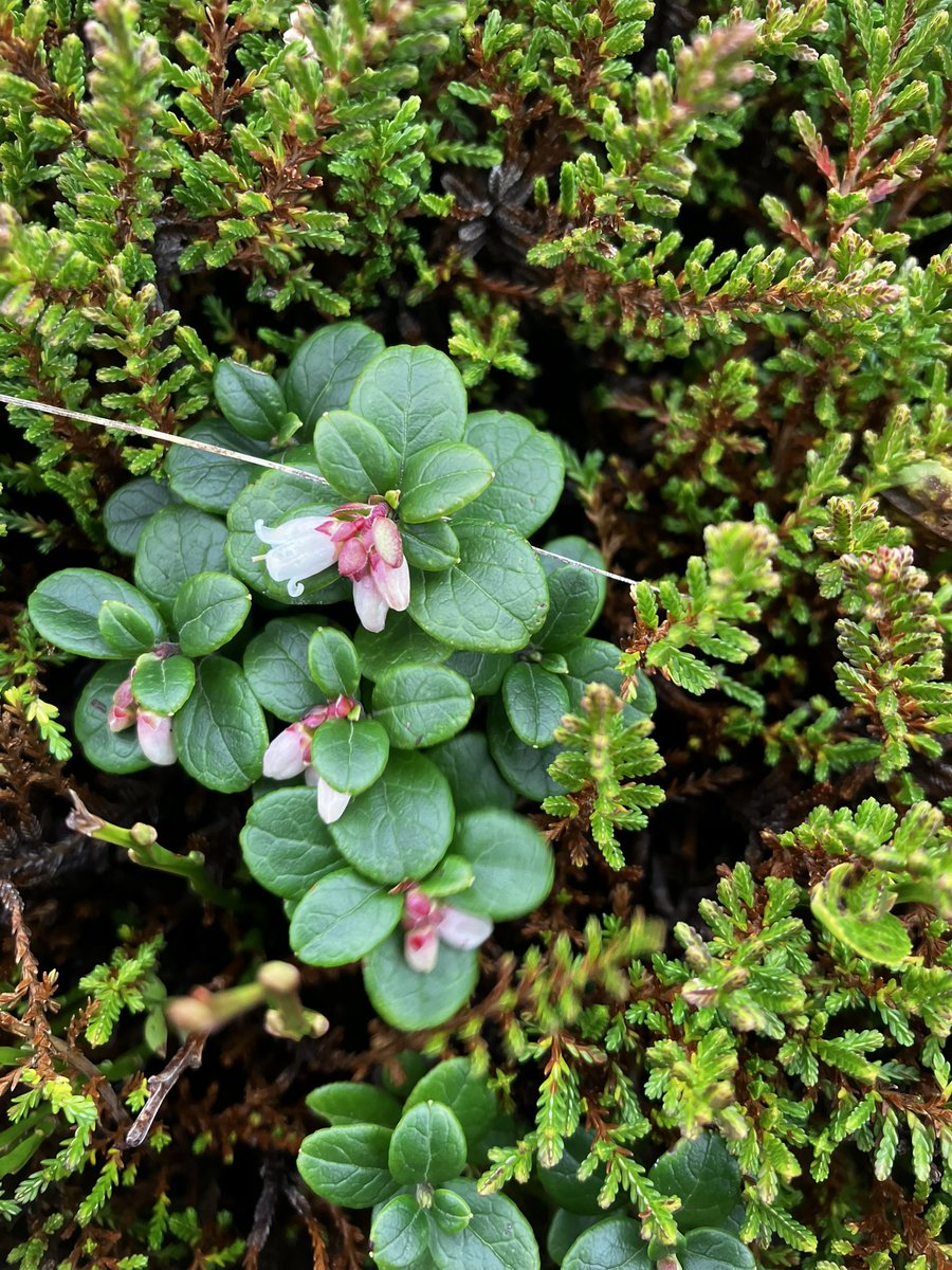 Oatway's tweet photo. @wildflower_hour @BSBIbotany #wildflowerhour #stillflowering this week- lots to choose from but highlight today was masses of the large pop’n of Vaccinium vitis-idaea (lingonberry etc) on Great Calva in the Lake District’s Northern Fells. Much smaller number in fruit. https://t.co/HhF4tw0pTV