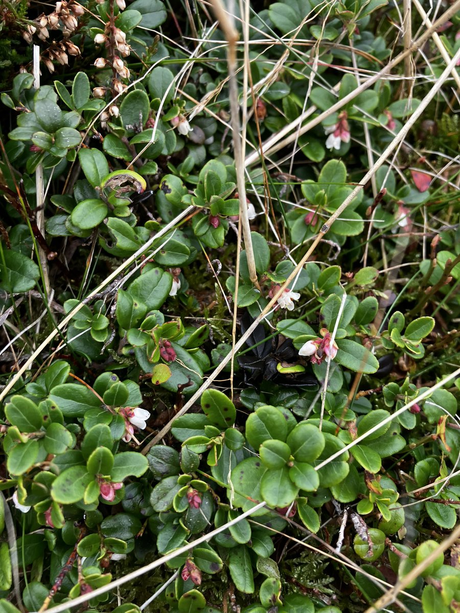 Oatway's tweet photo. @wildflower_hour @BSBIbotany #wildflowerhour #stillflowering this week- lots to choose from but highlight today was masses of the large pop’n of Vaccinium vitis-idaea (lingonberry etc) on Great Calva in the Lake District’s Northern Fells. Much smaller number in fruit. https://t.co/HhF4tw0pTV