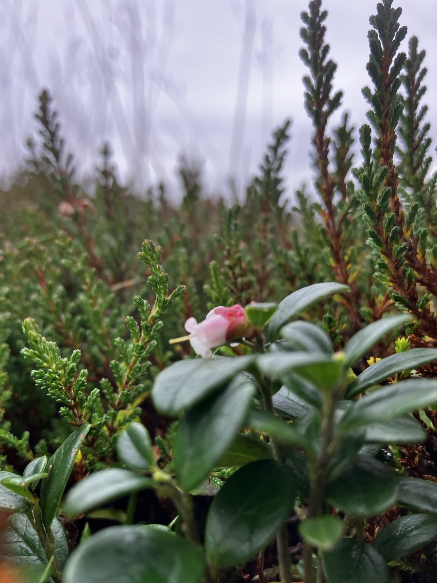 Oatway's tweet photo. @wildflower_hour @BSBIbotany #wildflowerhour #stillflowering this week- lots to choose from but highlight today was masses of the large pop’n of Vaccinium vitis-idaea (lingonberry etc) on Great Calva in the Lake District’s Northern Fells. Much smaller number in fruit. https://t.co/HhF4tw0pTV