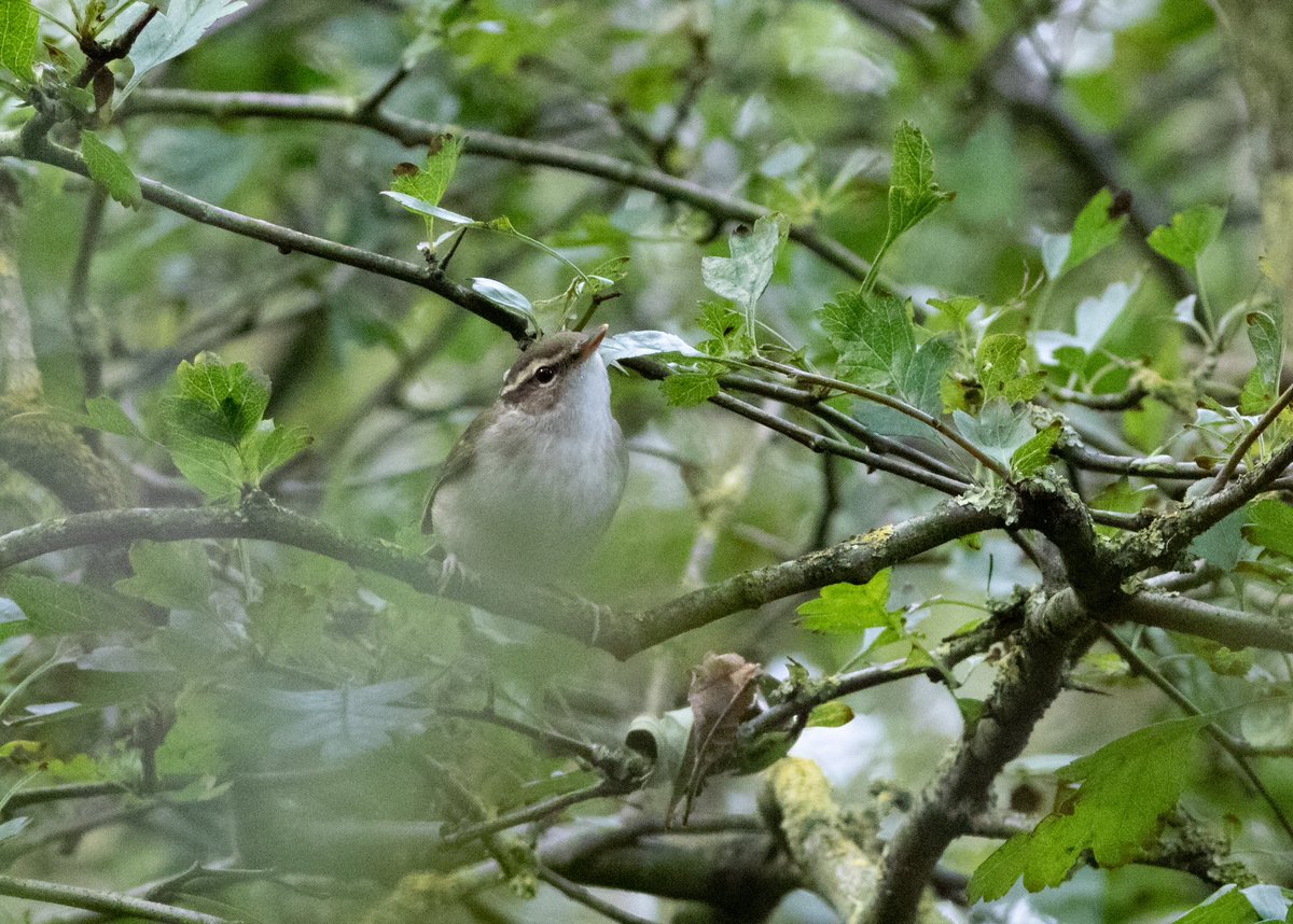 Jo Hood (@jo_birding) on Twitter photo What an amazing eastern gem!! Pale-legged Leaf Warbler - not a bird I ever expected to see 10 minutes from home. Huge kudos to <a href="/andyhood75/">Andy Hood</a> for finding and <a href="/ScratchTrev/">ScratchDial</a> for pinning down the ID, not to mention the twitch management from all the amazing staff <a href="/Bempton_Cliffs/">RSPB Bempton Cliffs</a> What an amazing eastern gem!! Pale-legged Leaf Warbler - not a bird I ever expected to see 10 minutes from home. Huge kudos to <a href="/andyhood75/">Andy Hood</a> for finding and <a href="/ScratchTrev/">ScratchDial</a> for pinning down the ID, not to mention the twitch management from all the amazing staff <a href="/Bempton_Cliffs/">RSPB Bempton Cliffs</a>