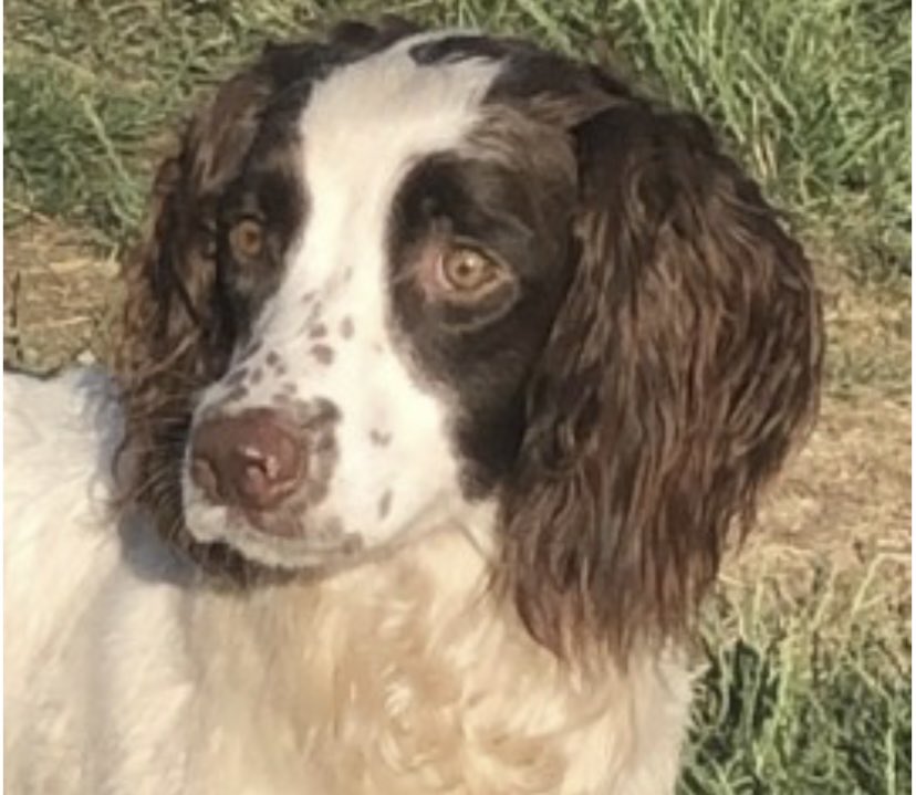 rosieDoc2's tweet photo. #StolenDogHour 

POPPY STILL MISSING 
The others taken with her are all home 
PLEASE LET POPPY BE NEXT 
Only young when taken will now be an adult 15/7/20 FOUR YEAR AGO 
White&amp;liver #ESS 
TAKEN FROM KENNEL IN #Smarden 
CHIPPED 
https://t.co/rUPD5rADnW
@juliagarland73 @RachaelB100 https://t.co/oynbc0FrOi