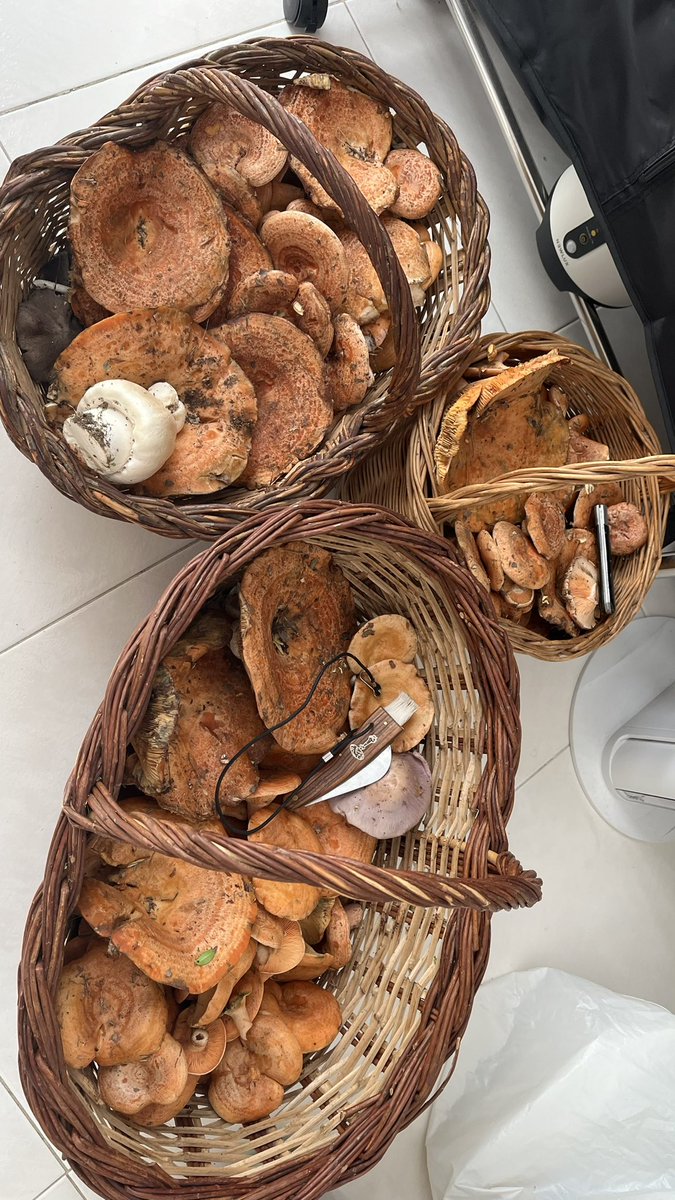 CasaColasa's tweet photo. Hay millones y te están esperando 😀🍄‍🟫🍄🍂🍁 https://t.co/iPlEVlmfUw