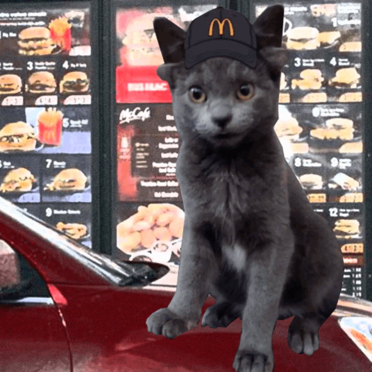 Midas_CTO's tweet photo. @elonmusk thanks for the temp ban, had to go and get a day job dude ! Cats gotta earn dollar

$Midas https://t.co/eKsnk42mg6