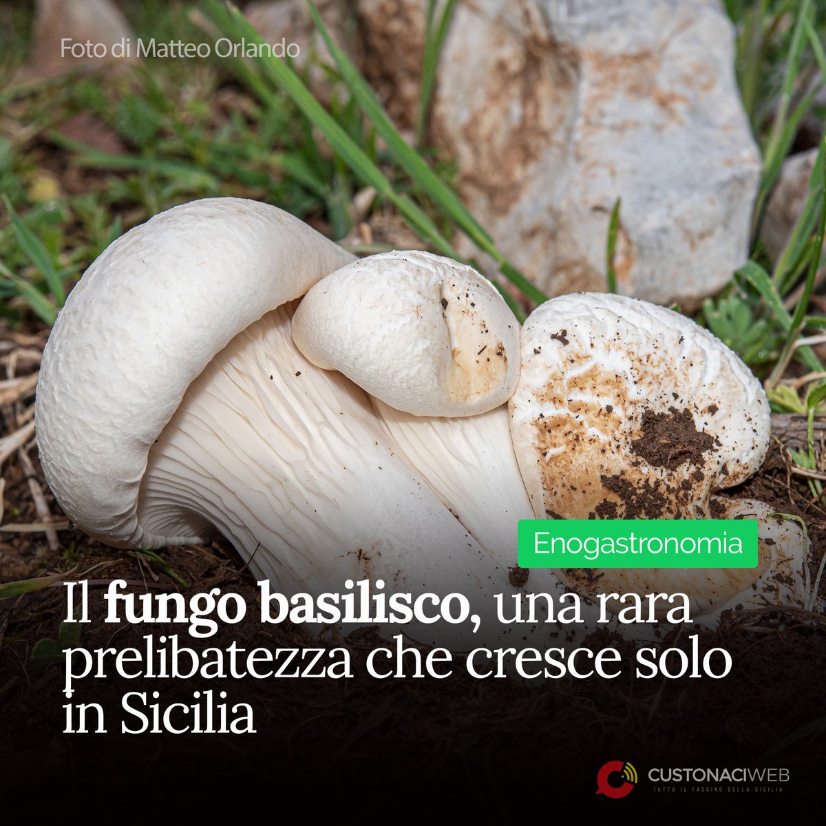 custonaciweb_it's tweet photo. 🍄‍🟫🍄‍🟫Il #fungo #basilisco è una prelibatezza molto apprezzata, tanto da essere soprannominato il “#tartufobianco delle #Madonie”.
Scopri di più nel nostro #articolo ​📷📷
https://t.co/FRZUr32GKv https://t.co/NW2GNGJOdO