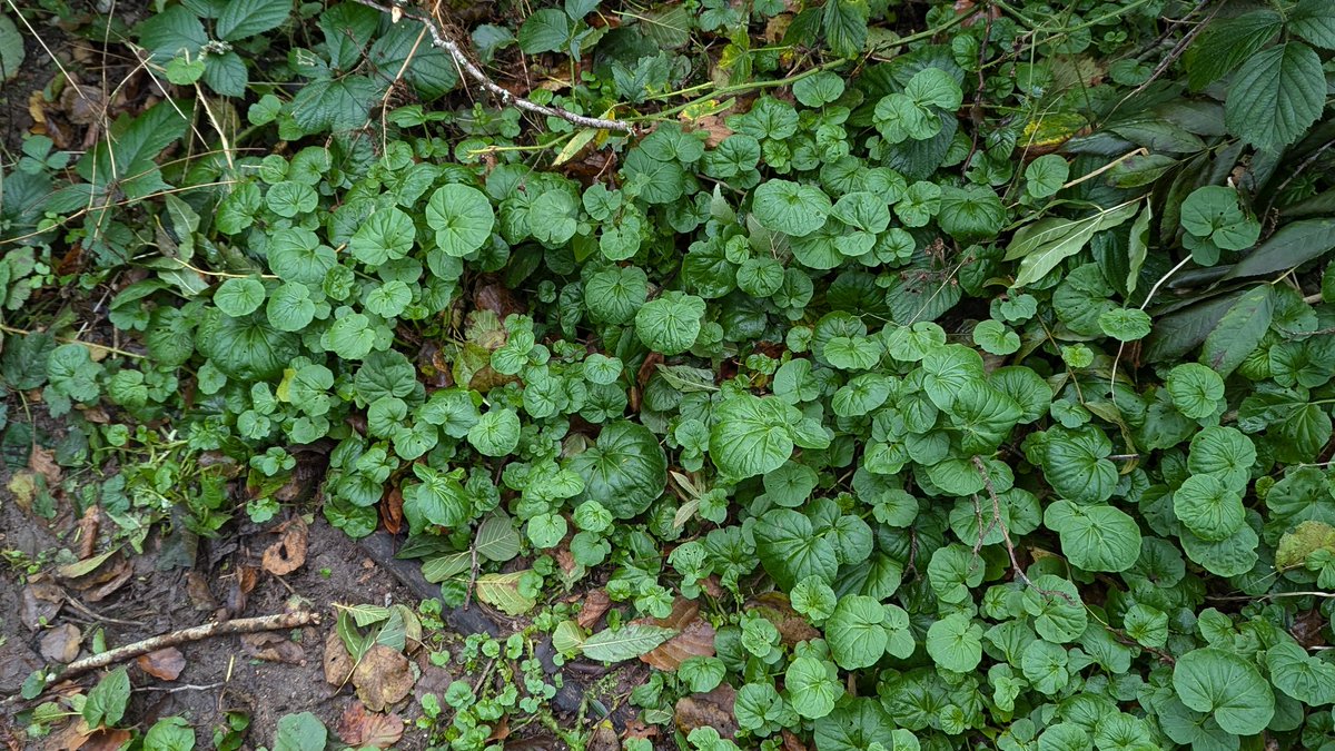 Sadly not #StillFlowering, but here is a distinctive patch of Greater Cuckooflower - Cardamine raphanifolia growing by a shady beckside in the Ambleside area.

Naturalised, being native to southern Europe. 

#WildflowerHour