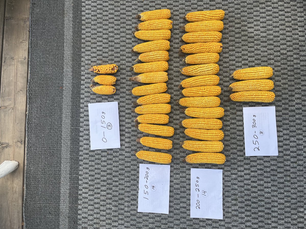 2nd ear uniformity check, 34 cobs/ac 
This Sample 100% germination in this strip-tilled field