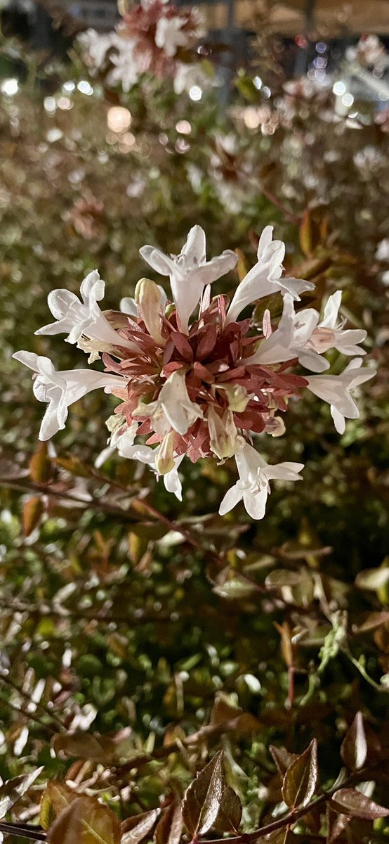 O Allah ki, yaratandır, (en güzel bir biçimde) kusursuzca var edendir, 'şekil ve suret' verendir. En güzel isimler O'nundur. Göklerde ve yerde olanların tümü O'nu tesbih etmektedir. O, Aziz, Hakimdir. 
(Haşr suresi/24)