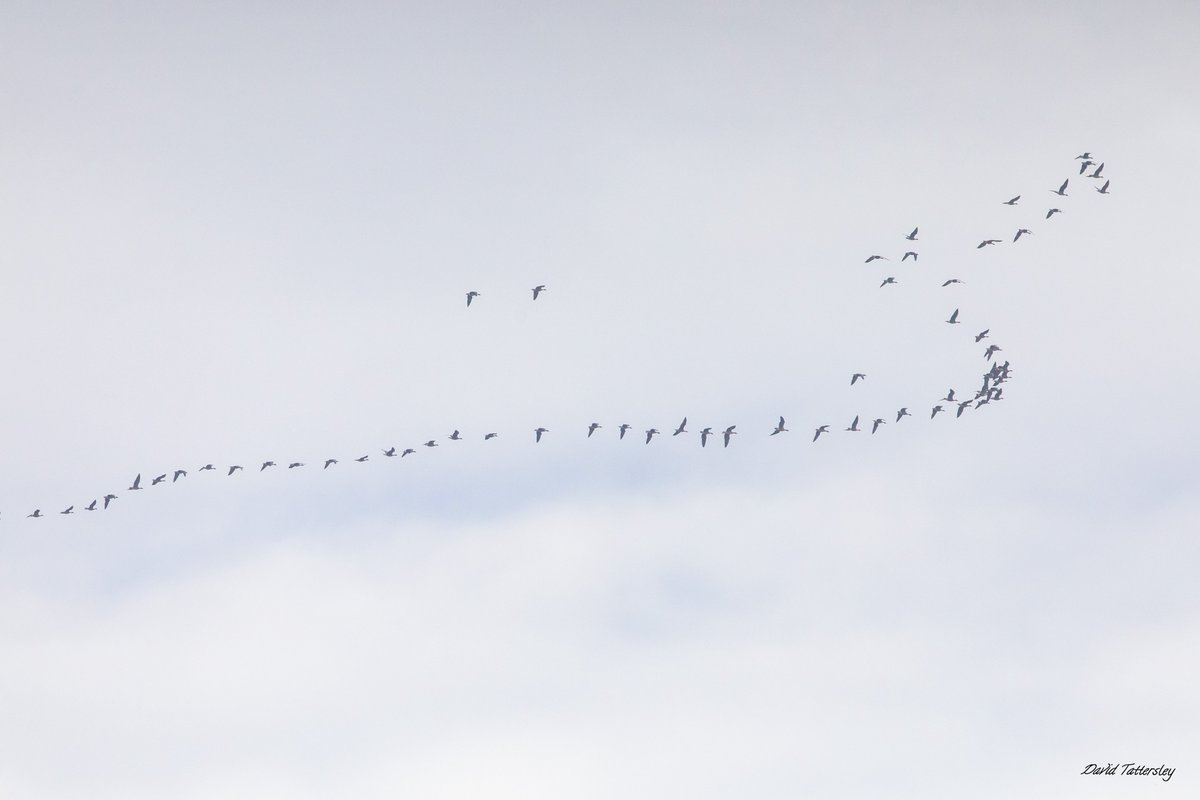 davidtattersley's tweet photo. 68 Pink-footed Geese moving quickly west over #fixby at 09:19hrs this morning @Hudds_BWC https://t.co/7dNpxyAAzx