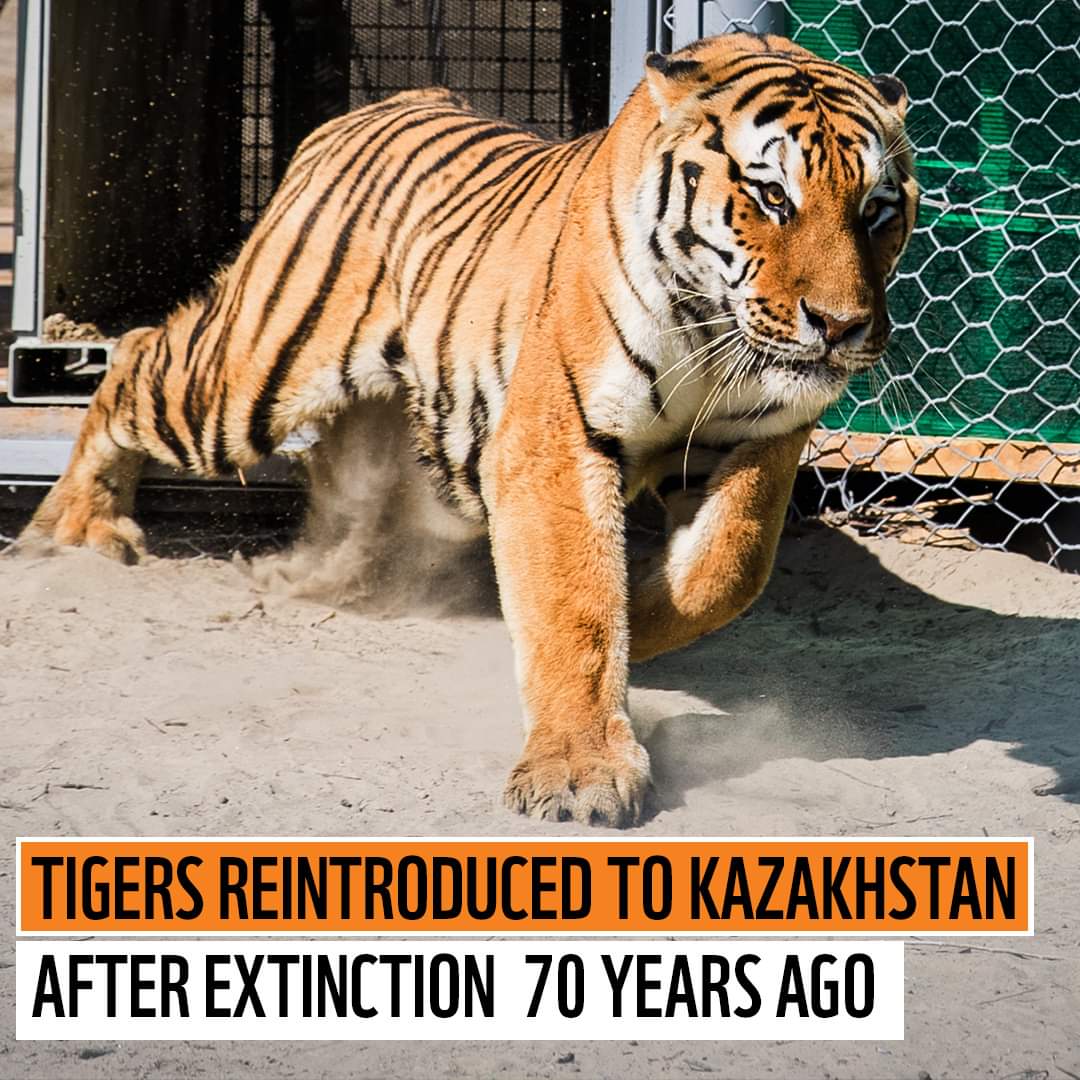 A historic reclamation as Amur tigers set the journey again to roam its long lost Kazakhstan range almost after 70 years. I sincerely think it's beyond reintroduction. It's about rebuilding the true strength and natural lives of the long lost range. Let the tigers roam and roar.