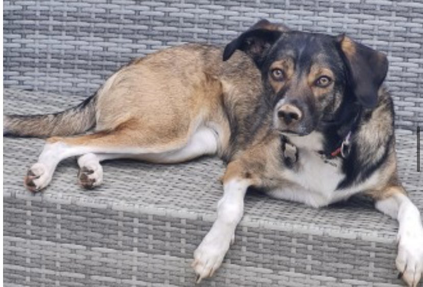 #StolenDogHour 

KALI taken by owners EX while at work 

Female #Crossbreed Tri-colour 
#PLYMOUTH 

Chipped 

Please come forward if you know where she is now TY 

doglost.co.uk/dog-blog.php?d…

<a href="/qu1ncey/">Liz Quinn</a> <a href="/janice_adams3/">Janice</a> <a href="/alid2912/">ali d</a> <a href="/RachaelB100/">Rachael</a> <a href="/BitofDecorum/">Debby Morris 🐕🐾💕</a> <a href="/TeaboyTeddy/">Mr Ted 🌈</a>
