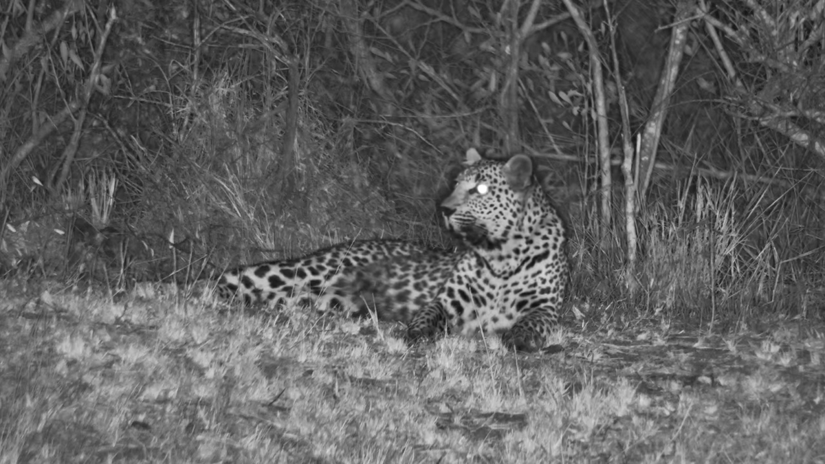 Tonpa01's tweet photo. Watching the Hyenas #Nkorho  #Africam #WildEarth https://t.co/cFcLYkzUlg