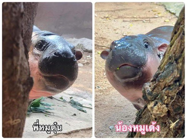 JimmyD046430668's tweet photo. GM #ModengClan. 🦛🦛🦛 👀👀Peekaboo🤣🤣 Mootun(left) & MooDeng. Wishing all a Peaceful & Prosperous week. Stay Safe & Good Luck 🍀🍀🍀 from Thailand.🇹🇭🐲🇹🇭🐲🇹🇭. #Kaspa #ModengKRC20 #Kkopzoo #Thailand. #LandOfSmiles 😎🤪😎 https://t.co/q5MfIksQKK