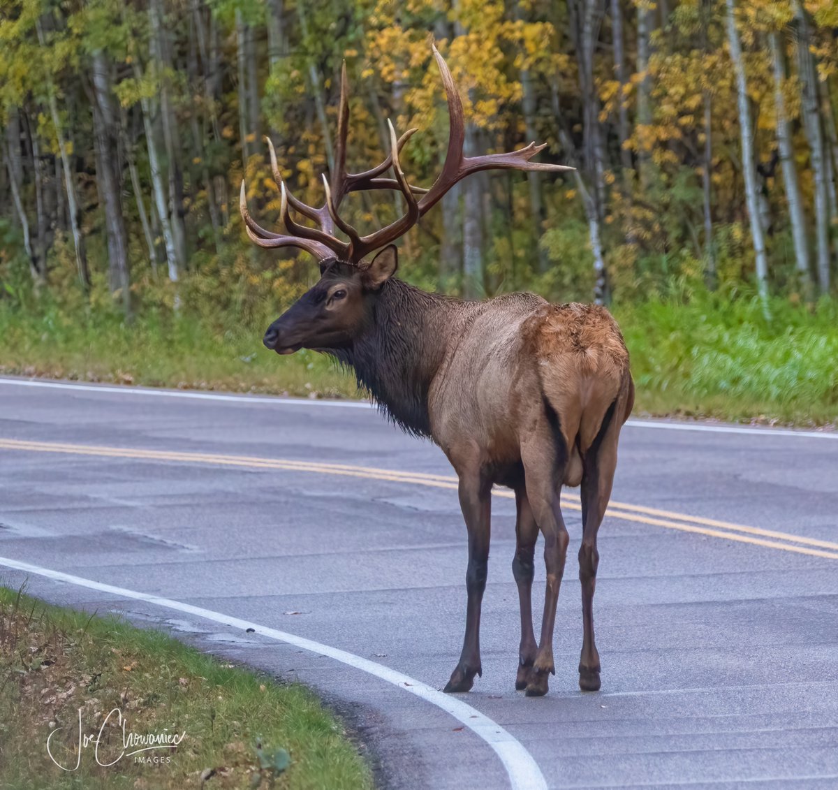 JoeisCranky's tweet image. Wow.  What a stud!   One of the biggest Elk I have seen out at Elk Island National Park.  They were bugling up a storm this morning.  #elk #nature #wildlife #canon #yeg #explore #stud