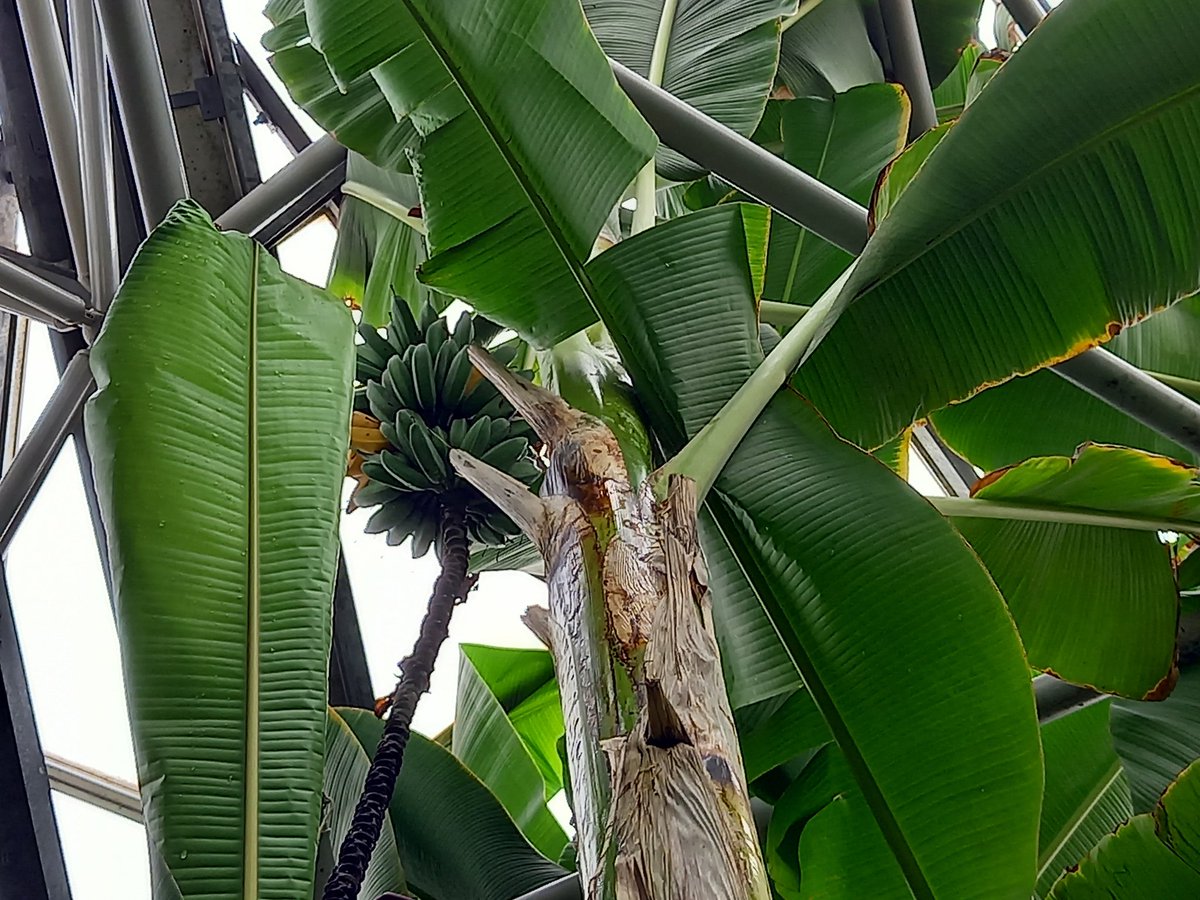 週末は柄にもなく植物園へ🍌🌱🌷

こういうものを観て感動する年齢になった自分に😲😲😲ビックリです。

今週も宜しくお願い致します！