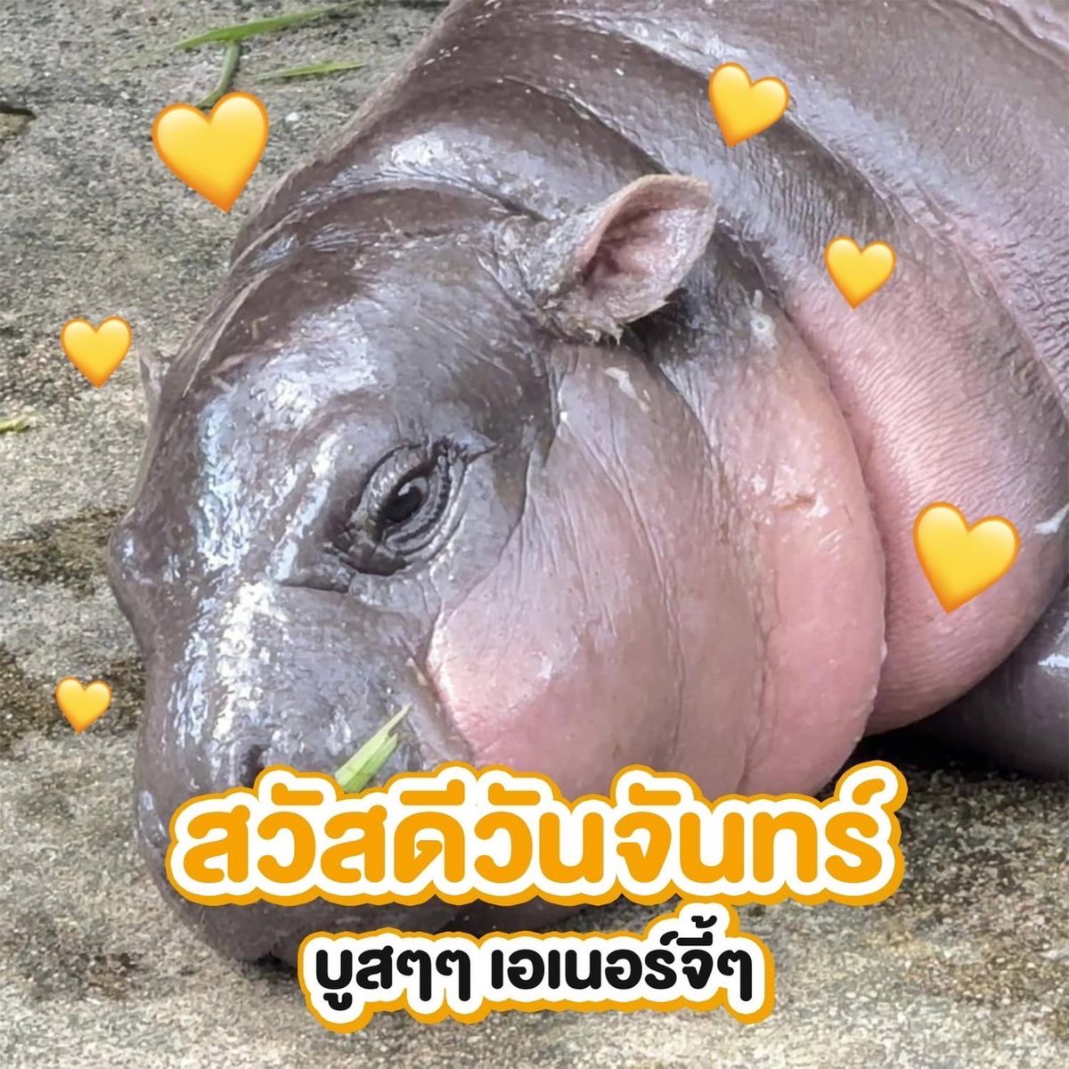 KhaokheowZoo's tweet photo. Monday Boost Energy 

#moodeng #หมูเด้ง
#khaokheowzoo https://t.co/ilVfCW7J5i