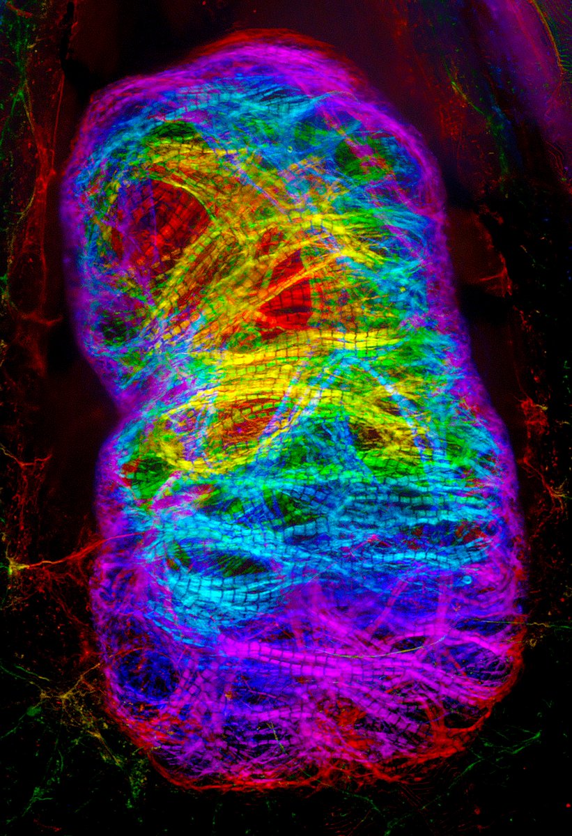 Dylan Burnette tweet media