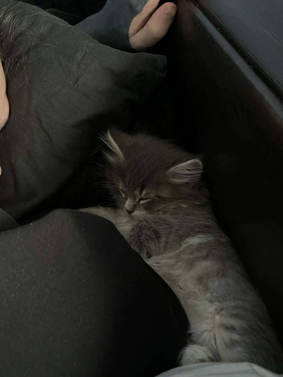 знакомьтесь, это Плюша, мой молодой человек узнав, что я мечтала о кошке всю свою жизнь, сказал, что мы её заведем… я до сих пор не верю, но этот комочек живёт у нас уже 4 дня!!