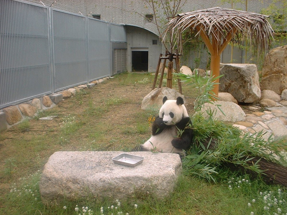 【在庫あり】 神戸市立王子動物園（公式） on  X: その他