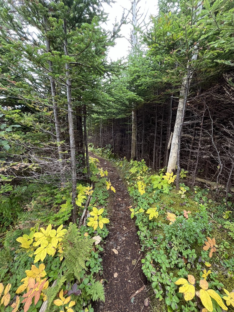 AmandaCMcCallum's tweet photo. Happy World ❤️ Day

The “status” of your heart doesn’t have to be complicated! On  #WorldHeartDay, let's take a moment to take care our hearts, both physically and emotionally.

#GetOutside #ExploreNL #HealthyLiving #ECTLove #WorldHeartDay2024

📍Stiles Cove Path, Pouch Cove, NL https://t.co/06sZs8cnfr