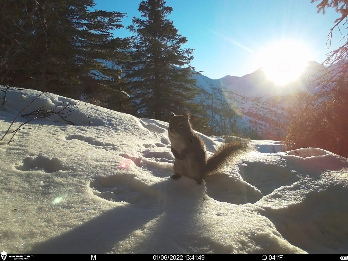 trailcam (@trail_cams) on Twitter photo 