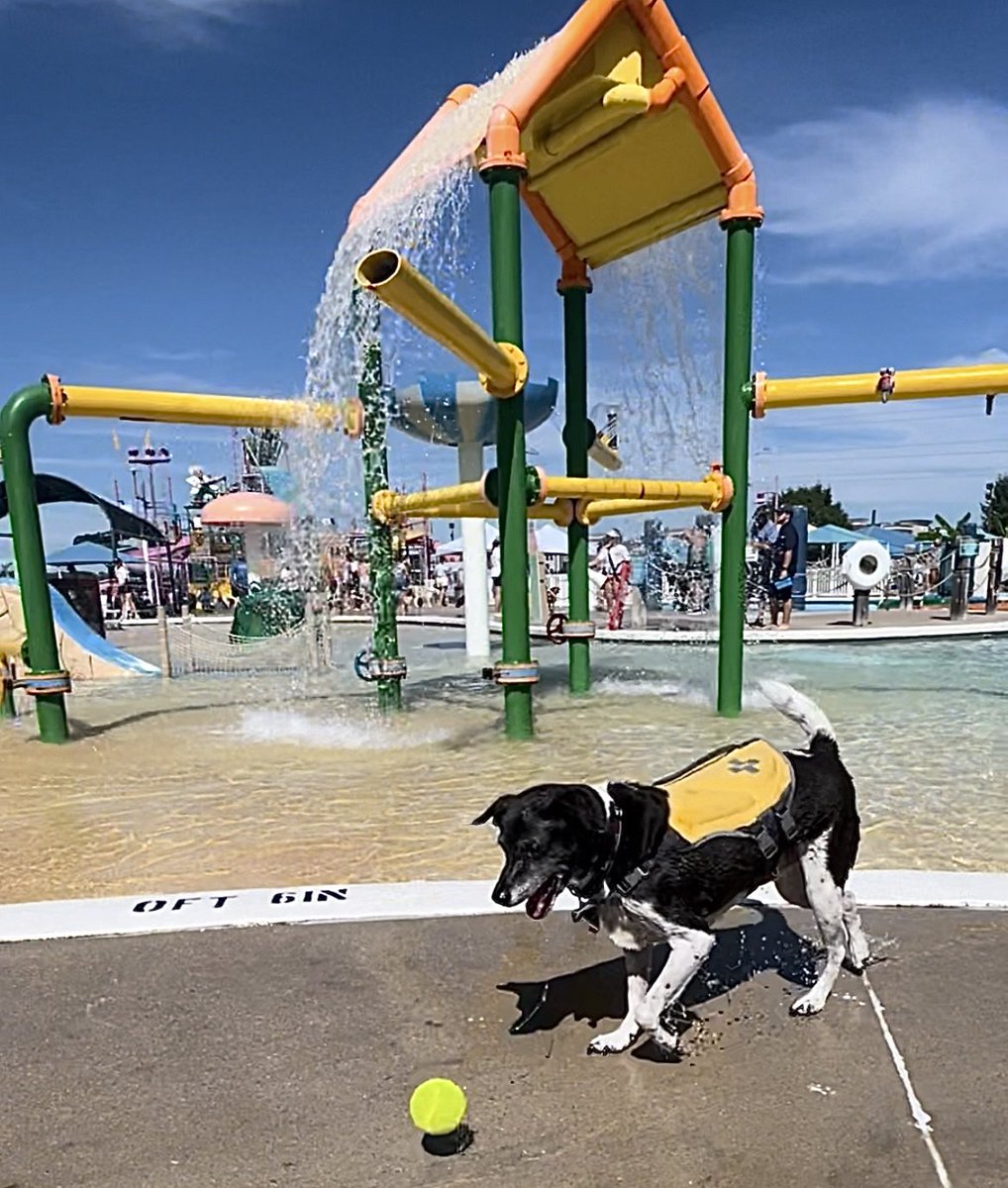 messimilodog's tweet photo. Doggie Splash Day! 🐾 https://t.co/x32fKfgcQ7