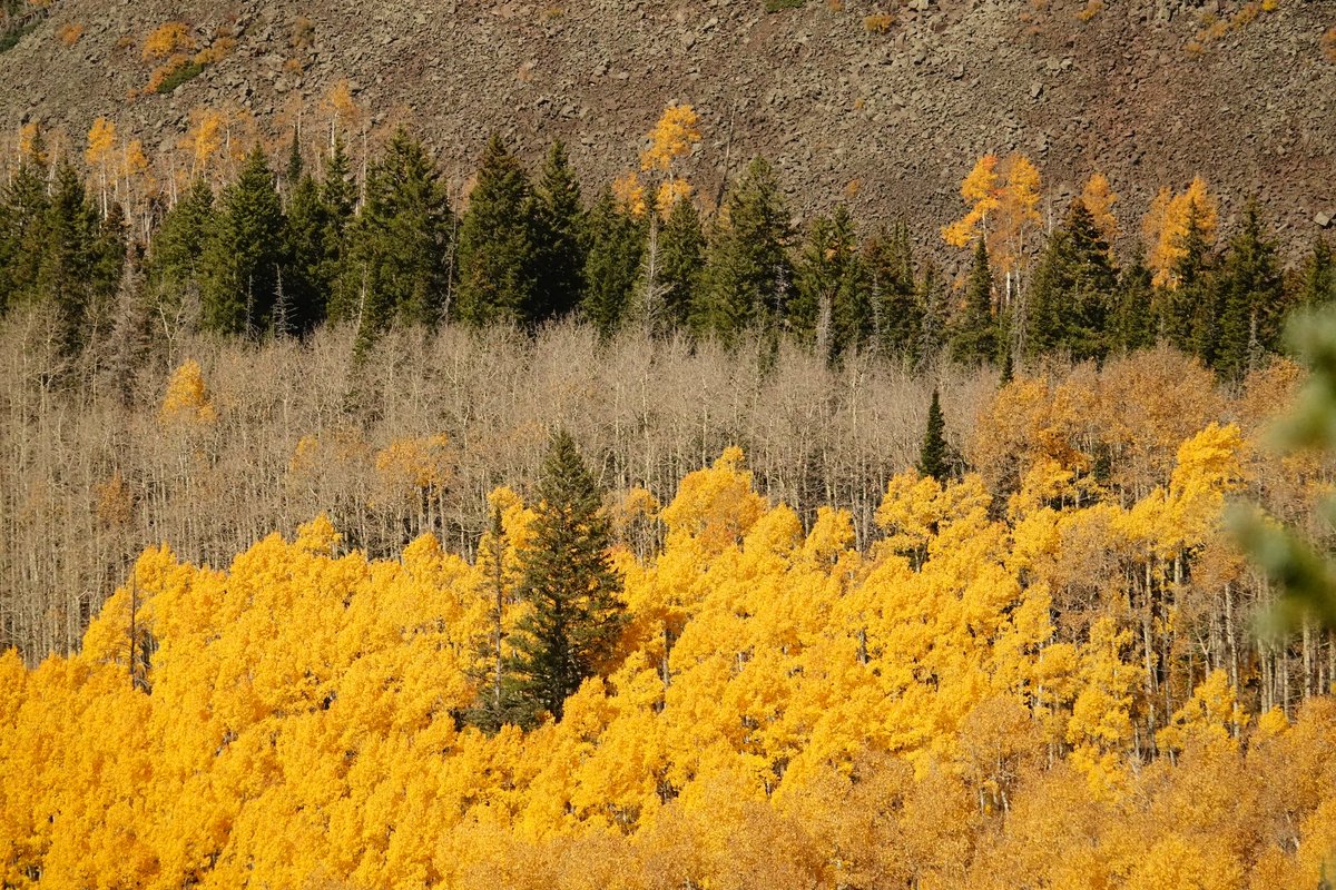 SoperMatthew's tweet photo. Admiring the beauty of God’s creation - nature - on this gorgeous Color Sunday on Grand Mesa! #copolitics #westslopebestslope #soperhd54 #repsoper #grandmesa #fallfoliage #fallcolors #autumncolors https://t.co/bPTvH4d3NU