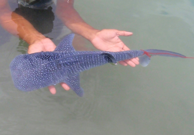 can you hold this for me for a sec