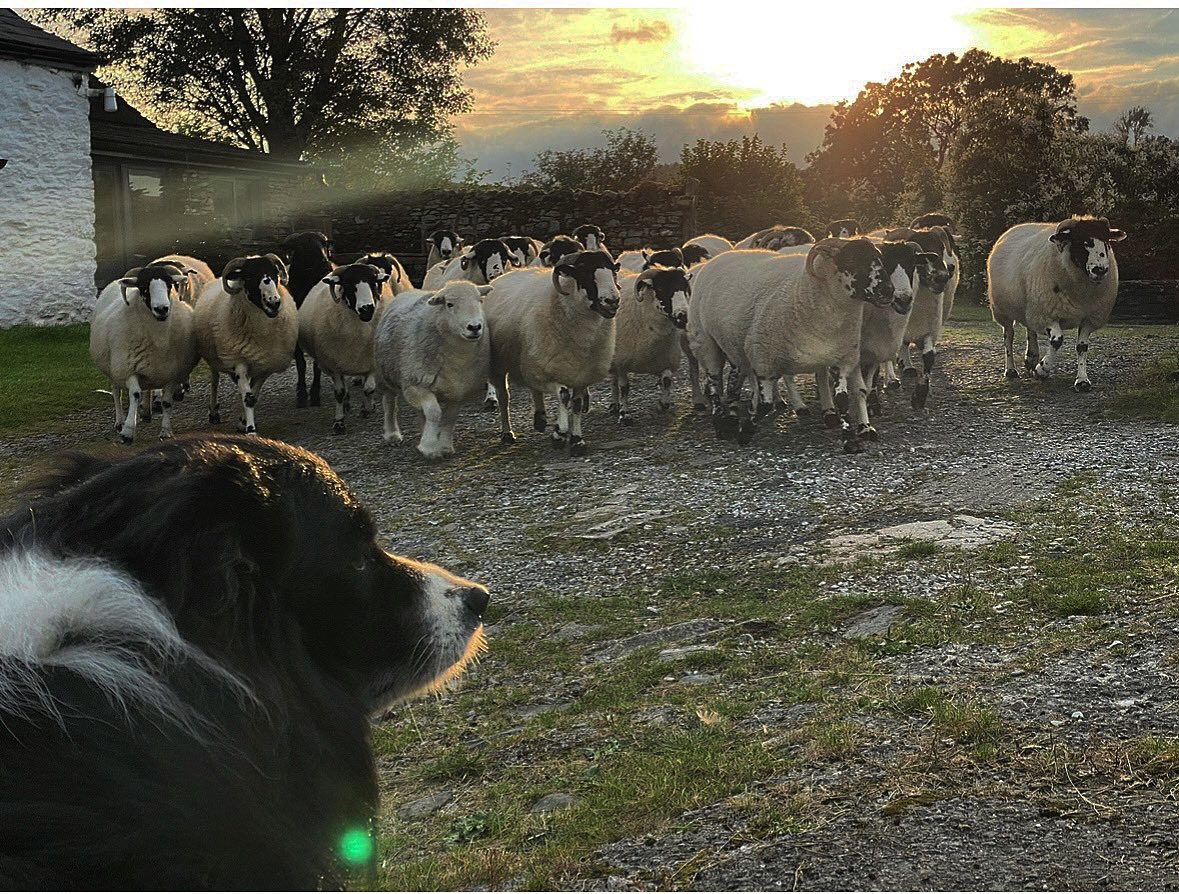 Alison O’Neill ~ Shepherdess tweet media