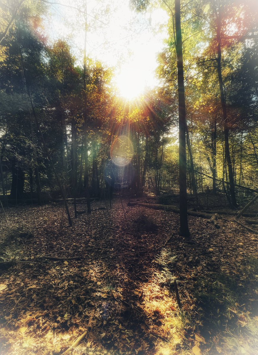 Hypnotic Autumn 🍂