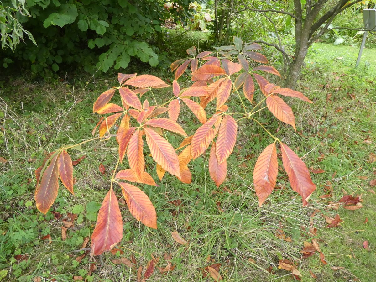 Aesculus x mutabilis Induta in the meadow a small tree which has beautiful flowers and good autumn colour
#Trees #Chestnuts #AutumnColour #Yorkshire