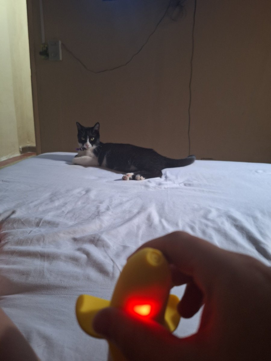 SarahInsaurral7's tweet photo. Que piensa de mi mi pobre gato 🤣
https://t.co/MOx2wMQNHa
Te espero para que veas que estaba haciendo 😘😘
#masturbaciòn #gatos https://t.co/n7SQyNkhDQ