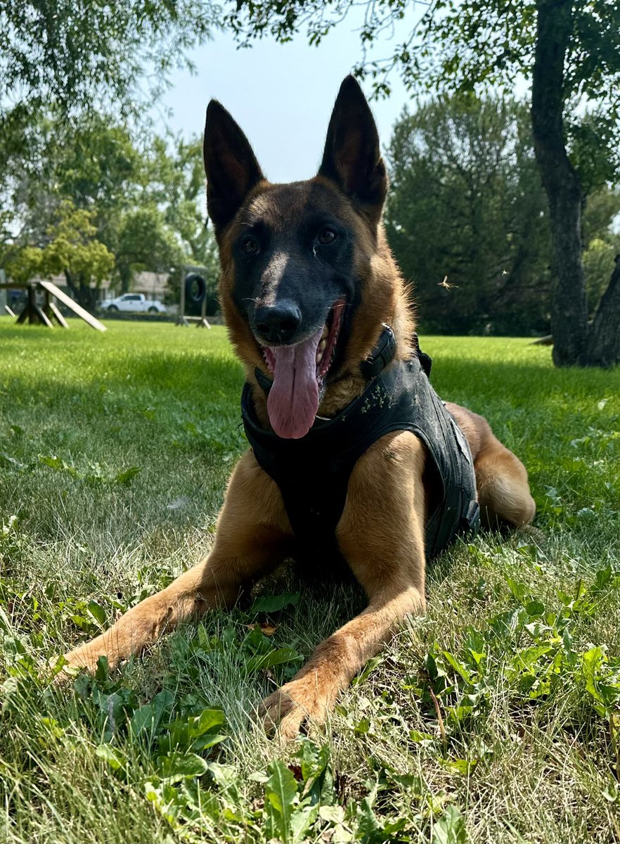 SPS K9 Unit tweet media