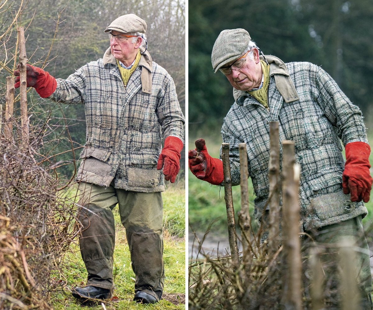 The Grandpa Wales's adventures continue! 😊 If you're fortunate enough to still have your grandfather or it might spark an old memory, you'll appreciate this: King Charles is in full grandad concentration mode, deeply focused on his gardening. Do not disturb – he's in his zone!