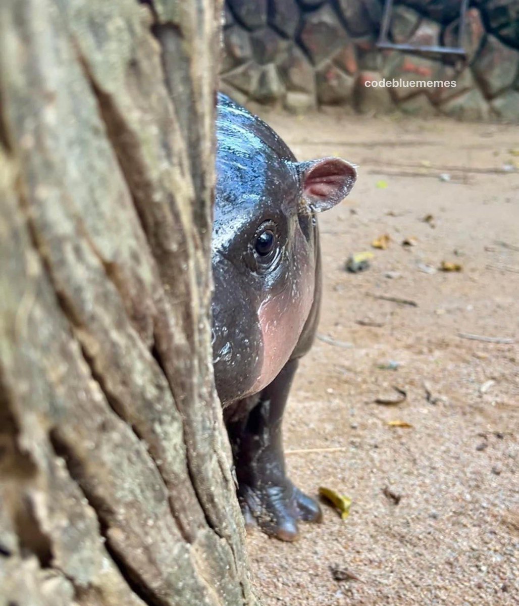 me watching my fall risk patient go to the bathroom