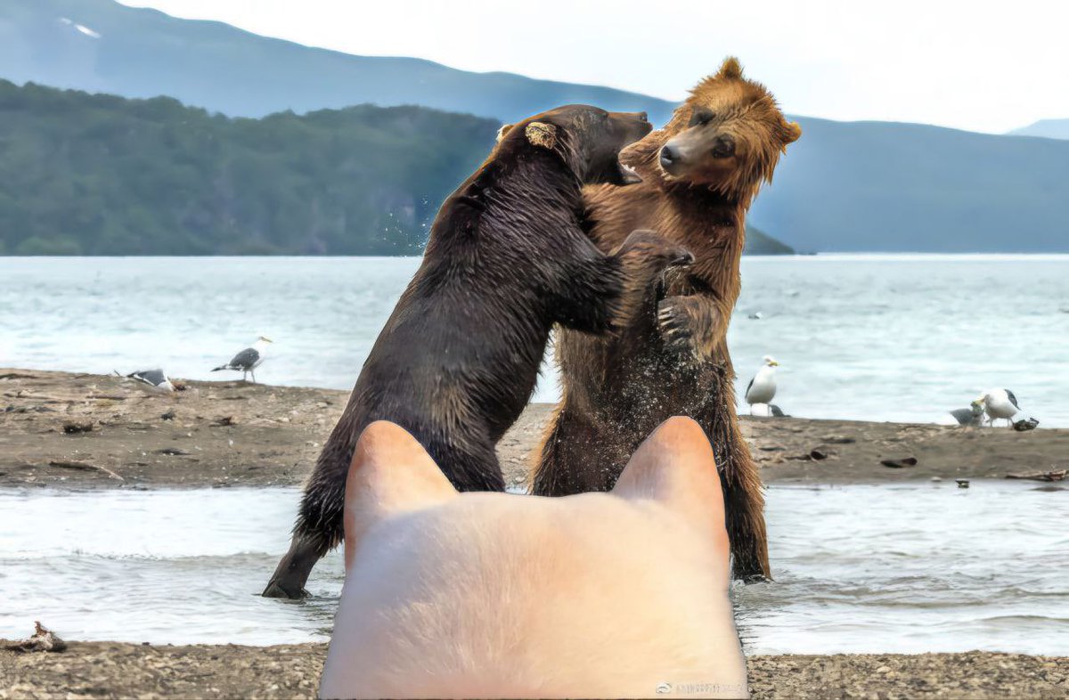 the bears can’t believe we are pumping again