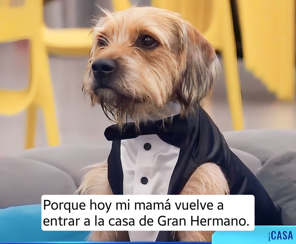 carlybedumb's tweet image. Bigote, ¿por qué tan elegante? 
#GranConstanza