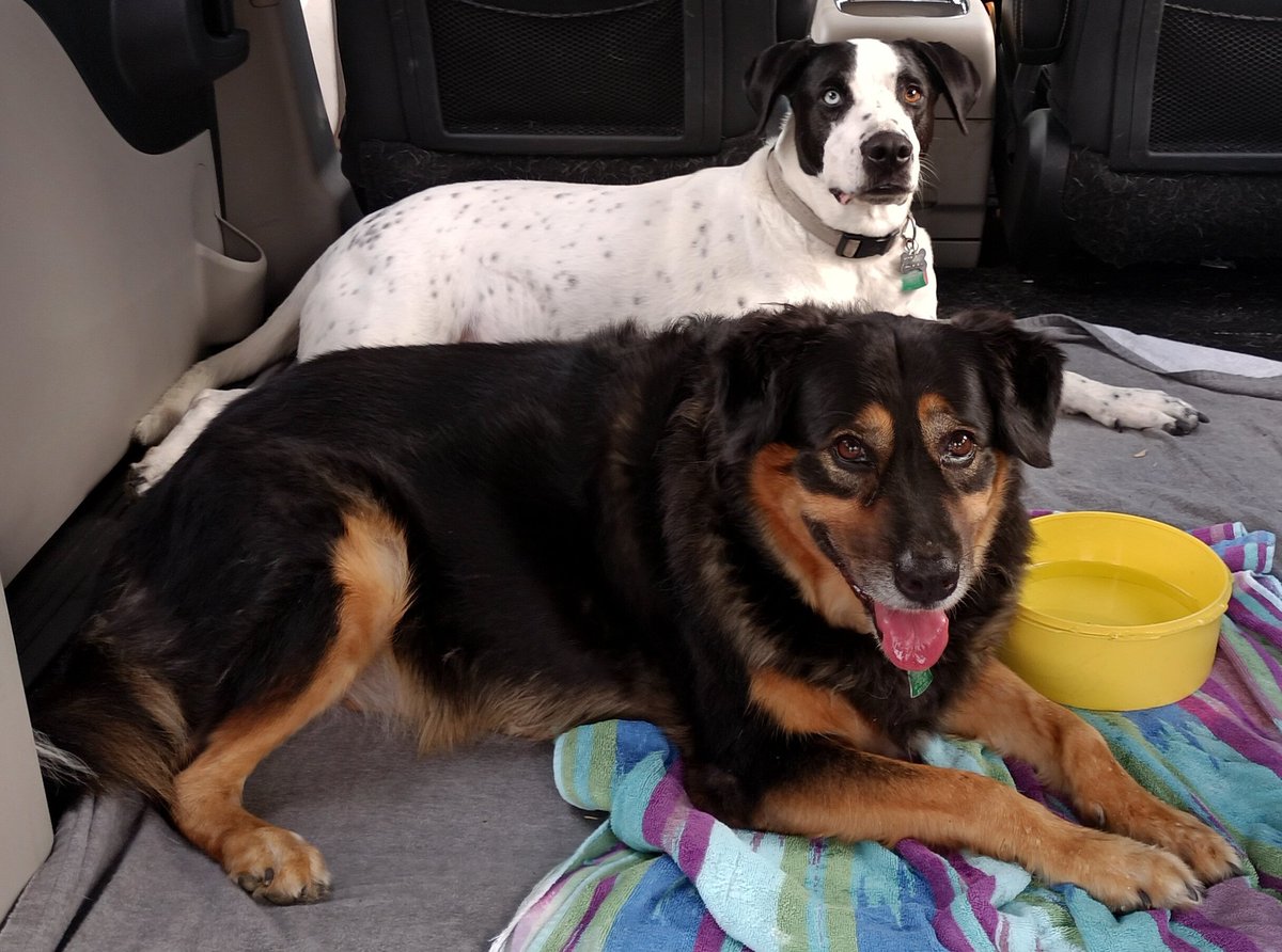 Fern and Ziggy relaxing in the van after a good Sunday walk