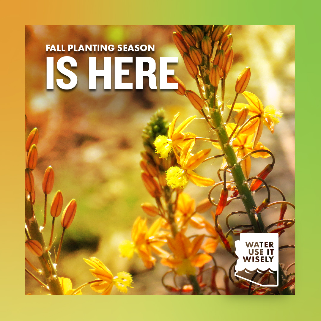 Alicia Goforth (@mesadistrict5) on Twitter photo Fall planting season is here and it is such a great time to plant. That's why we worked with our partners at <a href="/WUIW/">Water-Use It Wisely</a> to create a special micro-site to help you find our favorite pages all in one place. Visit Water – Plant It Wisely and dig in! my.mesaaz.gov/3MCUDEz Fall planting season is here and it is such a great time to plant. That's why we worked with our partners at <a href="/WUIW/">Water-Use It Wisely</a> to create a special micro-site to help you find our favorite pages all in one place. Visit Water – Plant It Wisely and dig in! my.mesaaz.gov/3MCUDEz