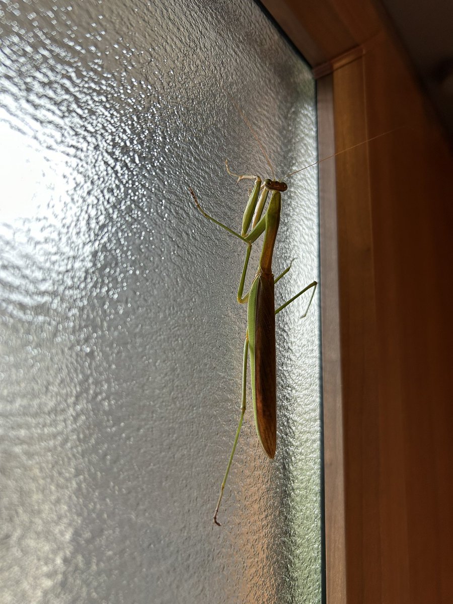 ♪ Rara♪ tweet media