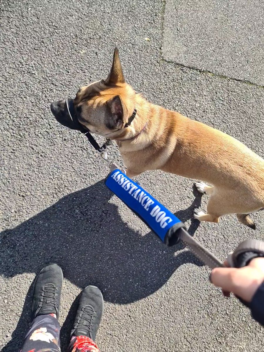 OhToBeAnywhere's tweet photo. Having an Assistance Dog (in training) has given me so much more freedom. There's a sense of safety &amp; protection that no partner could ever give. 
I've been able to go shopping, go on hikes, be more social. Hardwork to train buy 100% worth it. 🐶 https://t.co/7Kxab8m8wI