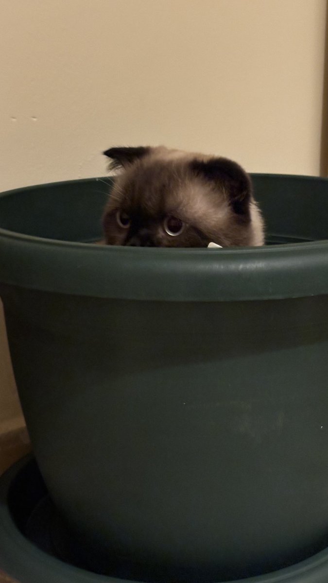 Ben şimdi bunu nasıl sobeliyim…..