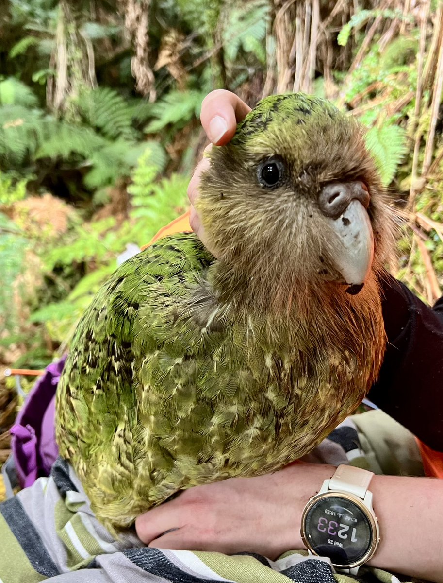 Last week we checked two of the four #kakapo on Te Puka-Hereka/Coal Island, for their first health check since their release in May. Both were in good condition and had quickly settled not far from their release site. #conservation #parrots