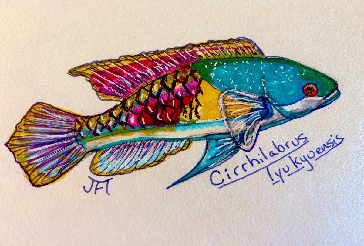The final prompt for the  #SundayFishSketch #SciArtSeptember  crossover event is “happily ever after.” What better for a classic fairy tale ending than a ridiculously colorful yellow flanked fairy wrasse. What a fun month!