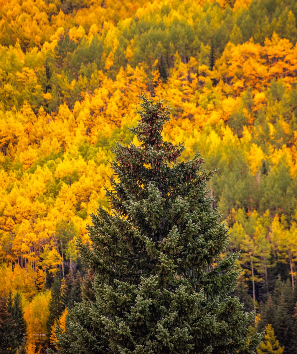 Kristin_Mae's tweet image. Here's a little something for #SundayYellow. 💛