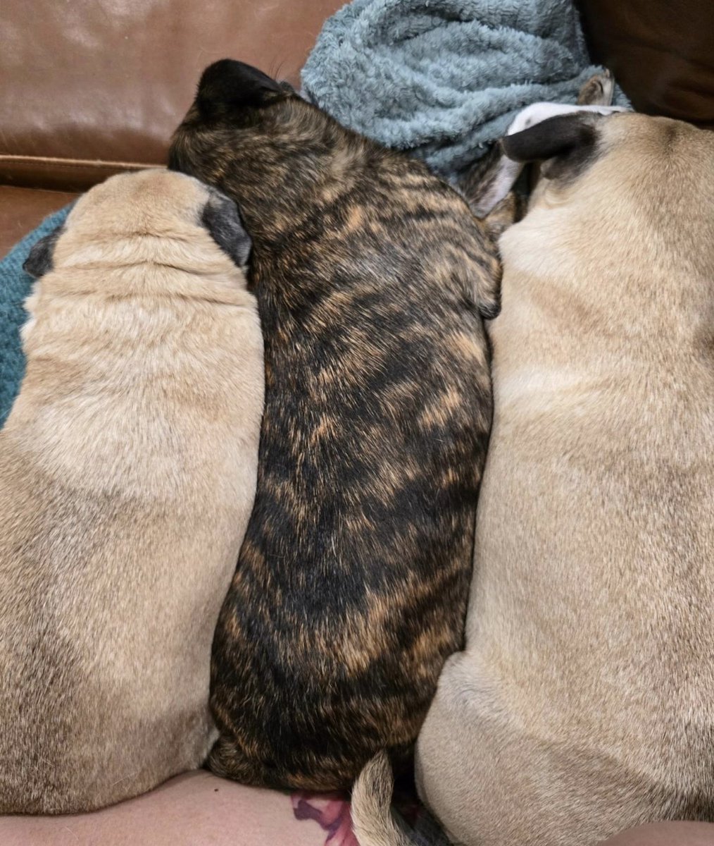 funaek's tweet photo. If you look at this sideways they kinda look like a burger. #rosyposy #monkadoodledoo #pikapug #grumble #monkeyinthemiddle https://t.co/VpFdgdv6I7
