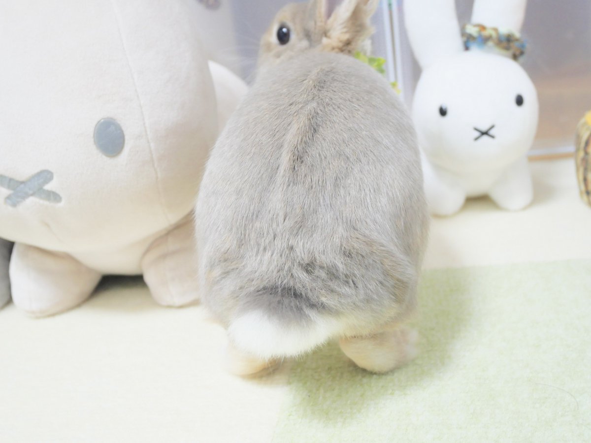 りんちゃん換毛頑張ってるので、飼い主もお仕事頑張ります✊

#うさけつようび