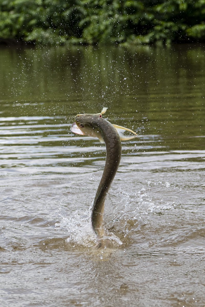 Indifly_'s tweet photo. Though not nearly the size of an arapaima, arowana are another favorite species to target for anglers at Rewa Eco-Lodge. Among the appealing aspects of these fish, arowana are known to take dries off the surface and engage in an acrobatic battle.

Ph: Will Graham https://t.co/BEM8HaMwgi