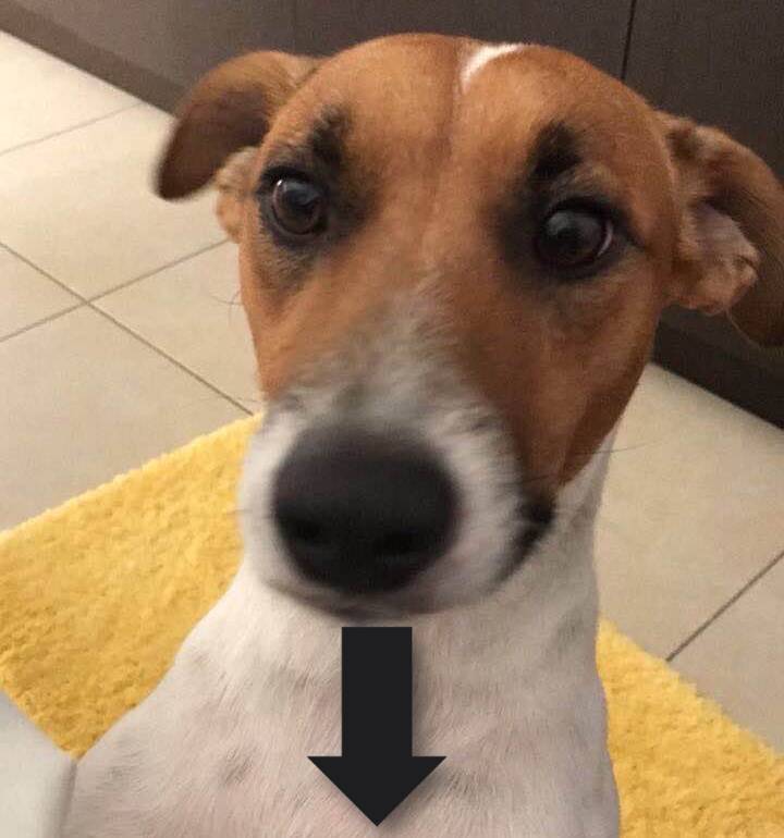 TheThreadDog's tweet photo. Hello, Welcome To The Dog Thread. 

This is my dog named LEO.

Send a picture of your dog below. ⬇️ https://t.co/tleJLXMovN
